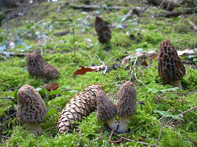Le prime specie primaverili